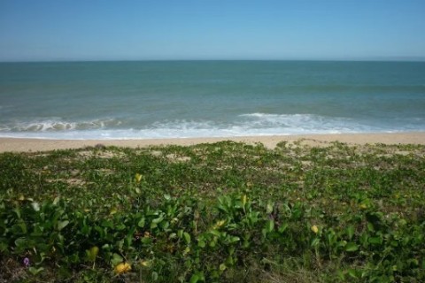 Secretaria de Meio Ambiente intensifica ações de restauração da restinga